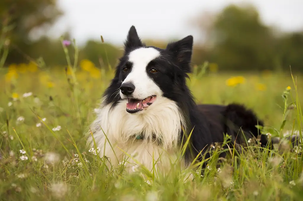 raça para apartamento border collie