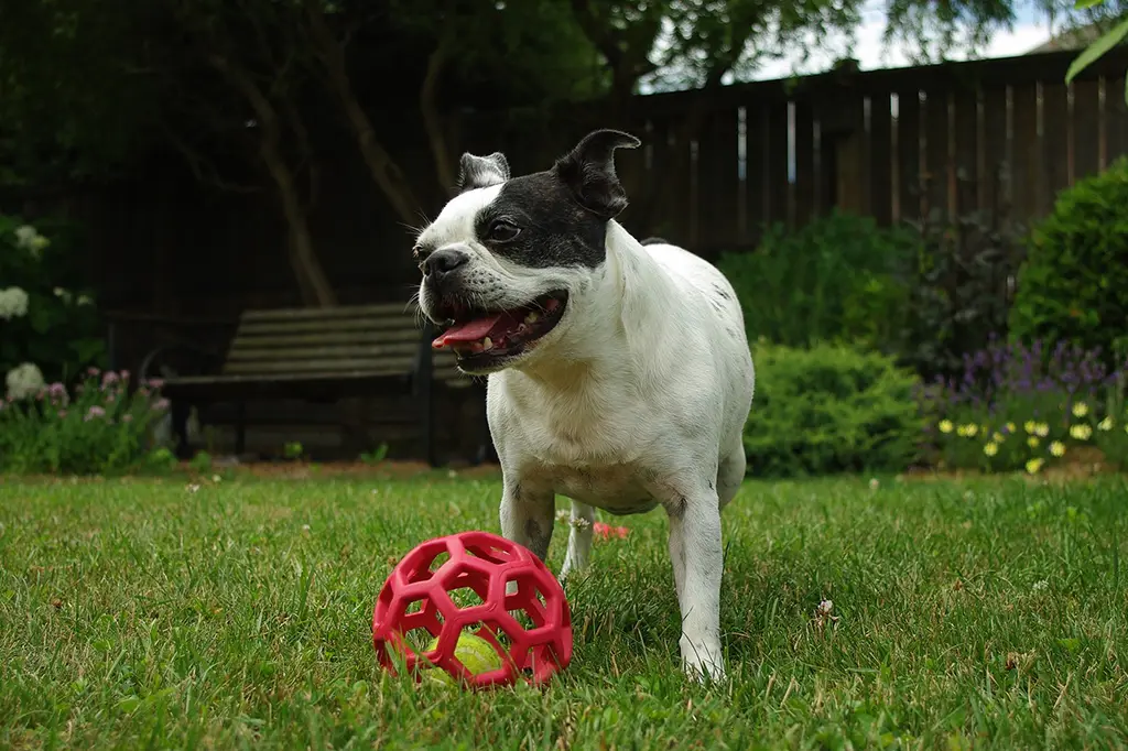 raça para cachorro boston terrier