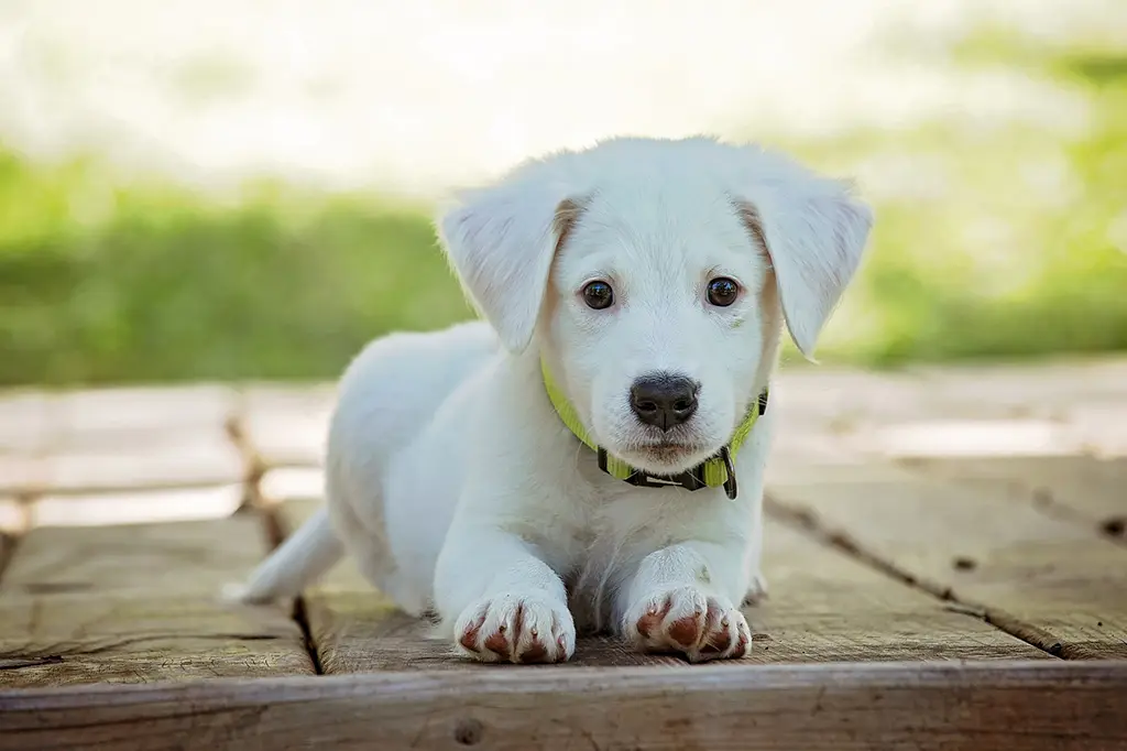 ração para queda de pelos em cães