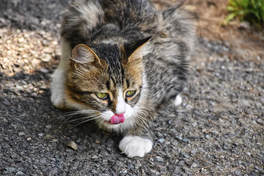 abacate para gatos