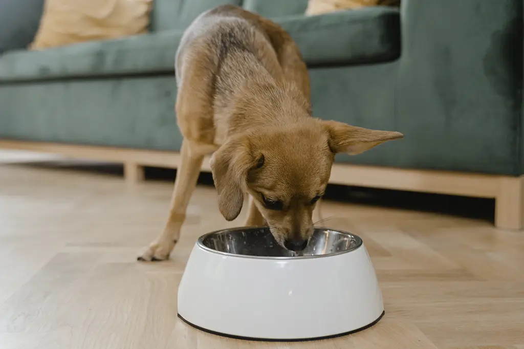 batata doce para cão