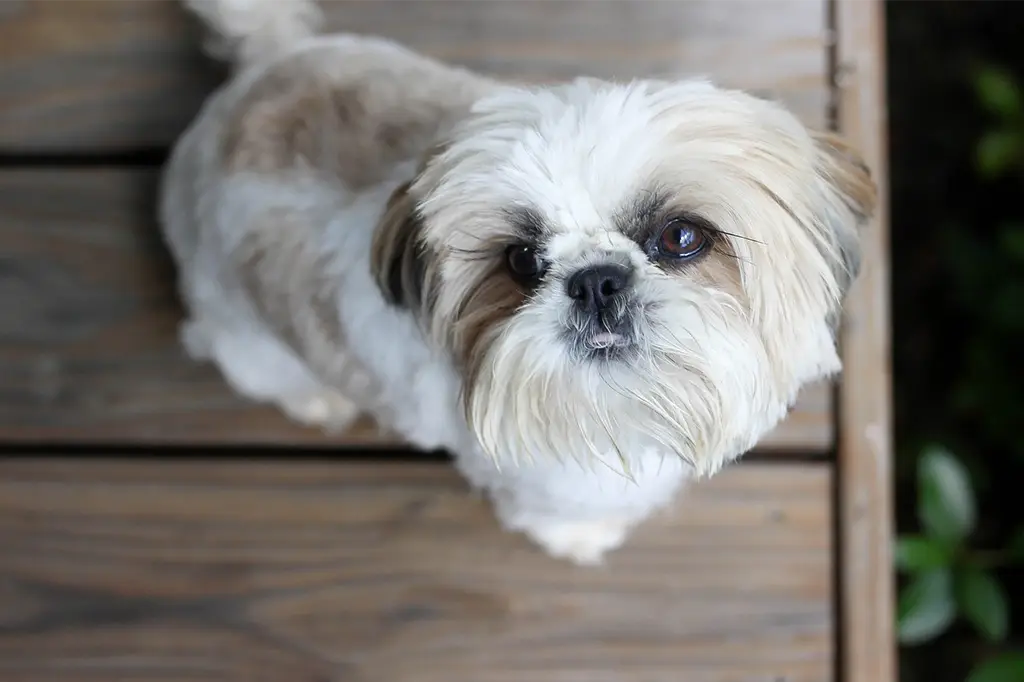 com quantos meses pode dar banho no cachorro Shih Tzu