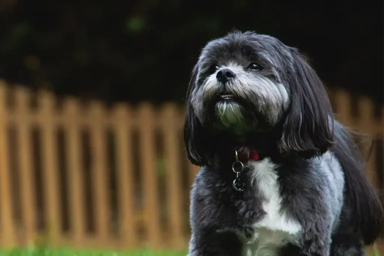 Como dar banho em Shih Tzu: Dicas para filhotes e adultos