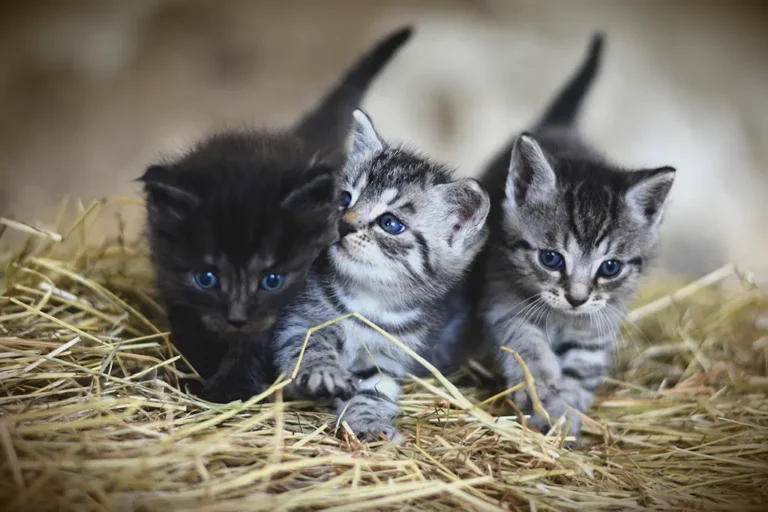 Como saber se o gato é fêmea ou macho?