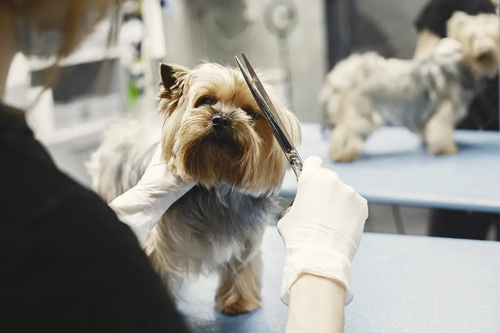 cuidados com a tosa e controle de parasitas de animais de estimação