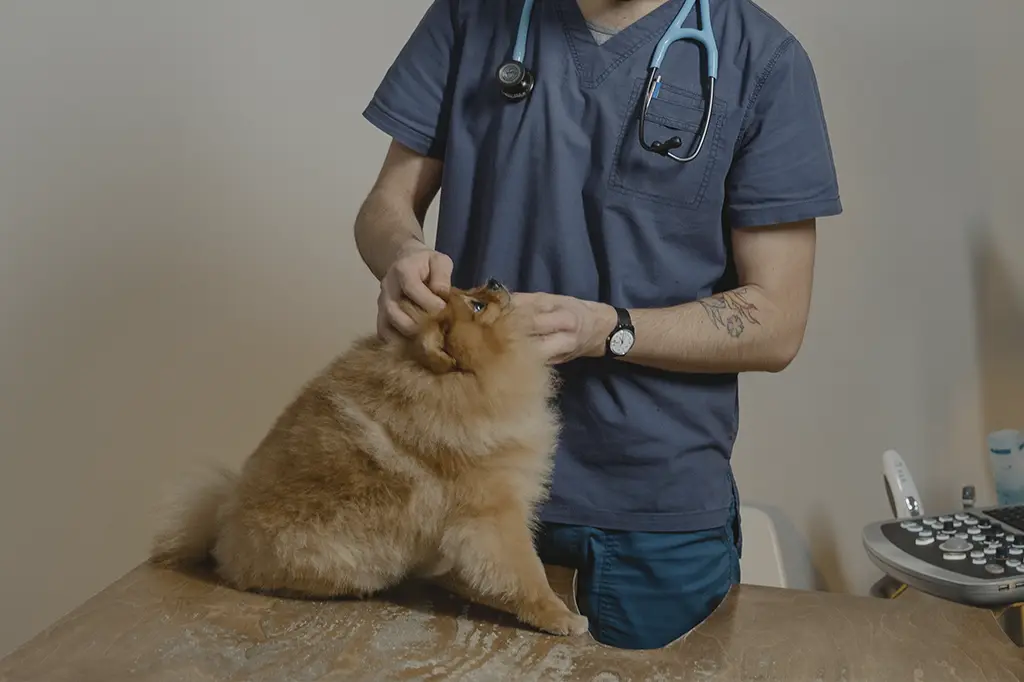 cuidados com animais de estimação levando ao veterinário