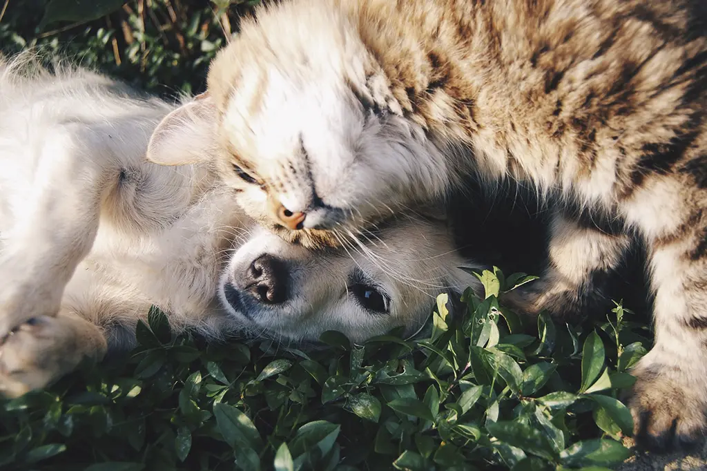 cuidados com animais de estimação