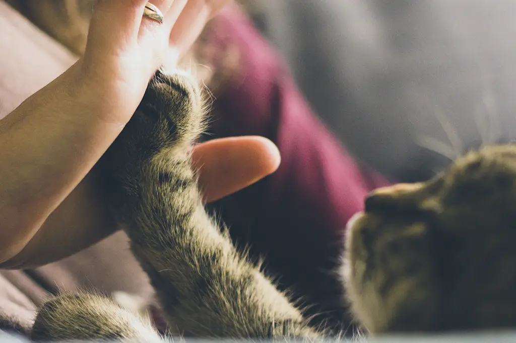 dedique um tempo para cuidar do animal de estimação