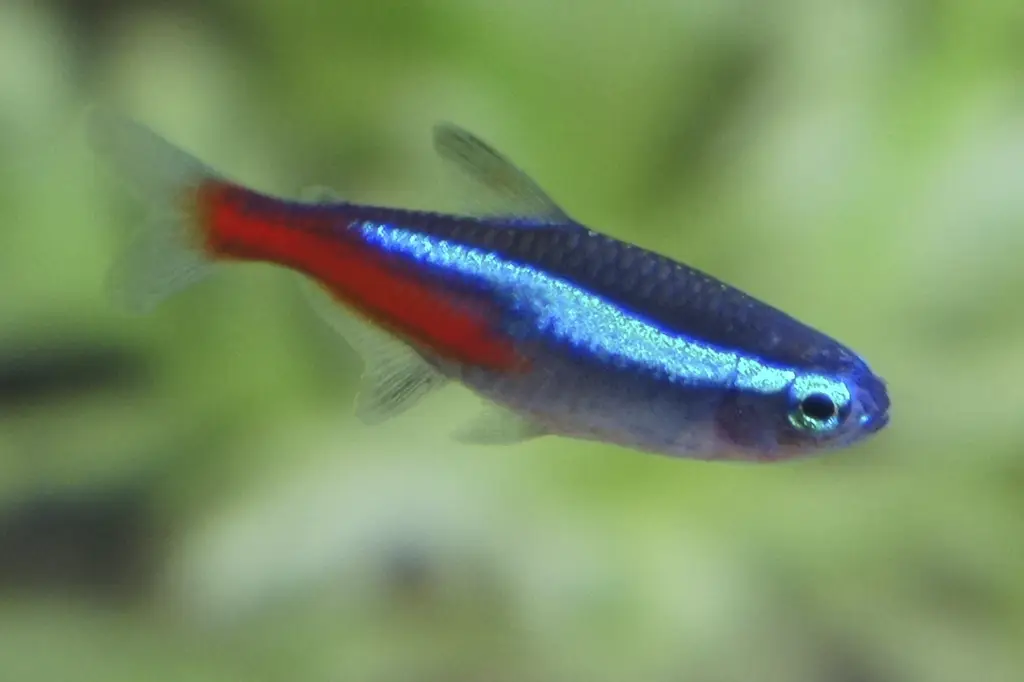 espécies de peixes de aquário pequeno tetra neon