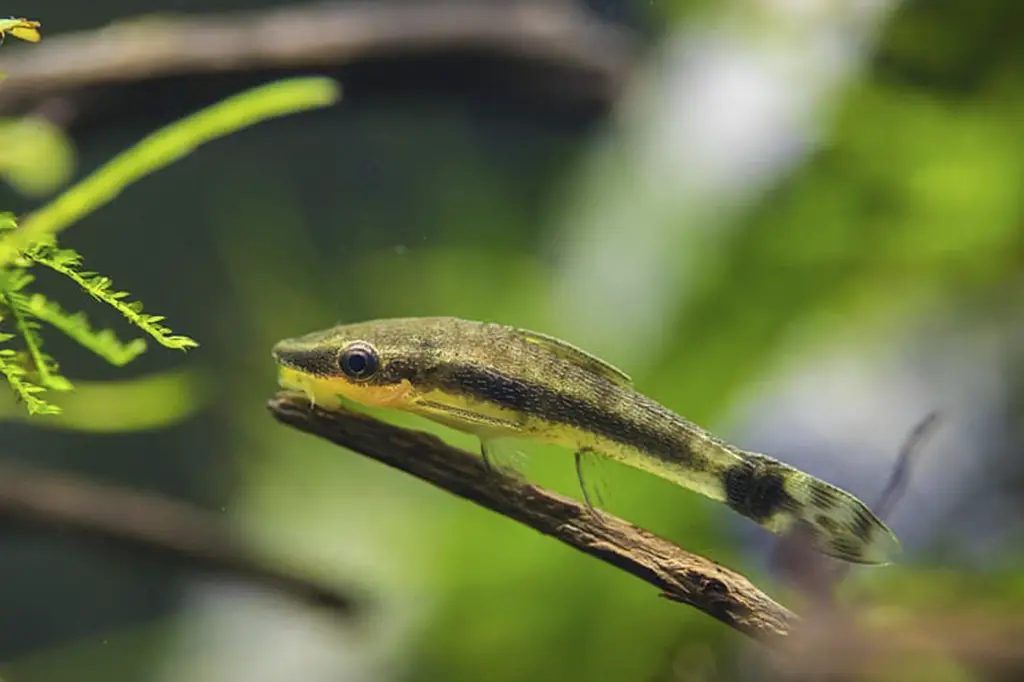 limpa vidro peixe de aquário pequeno