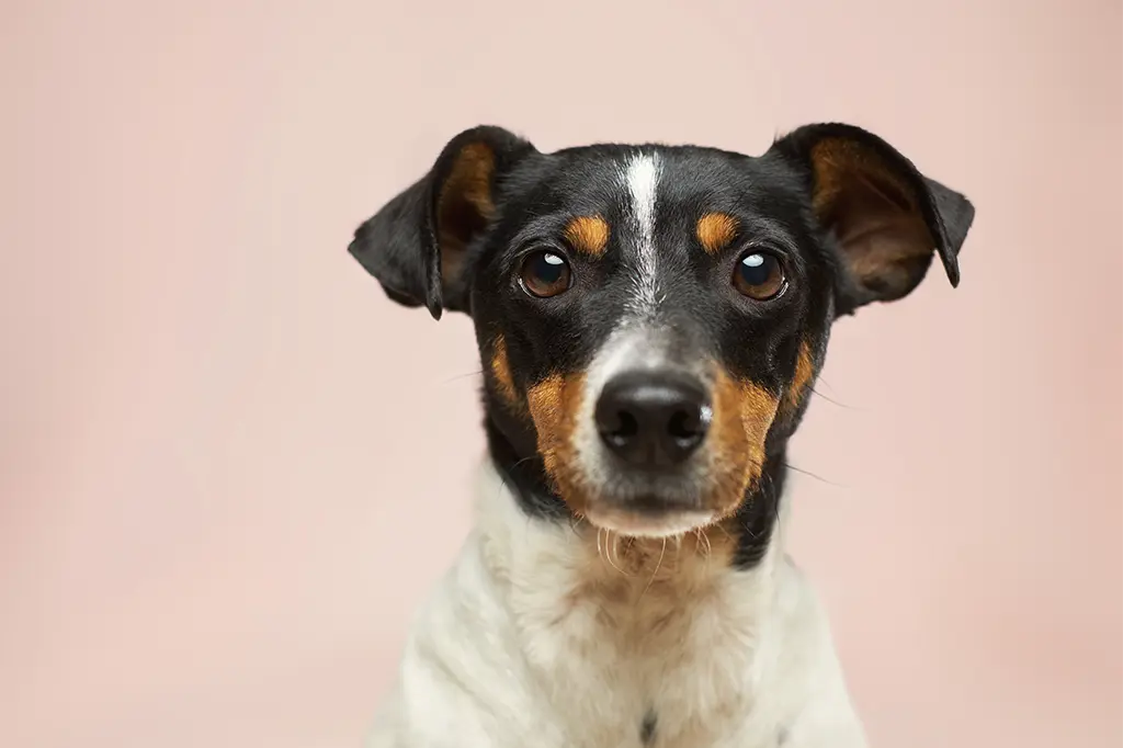 pode dar batata doce com casca para cachorro