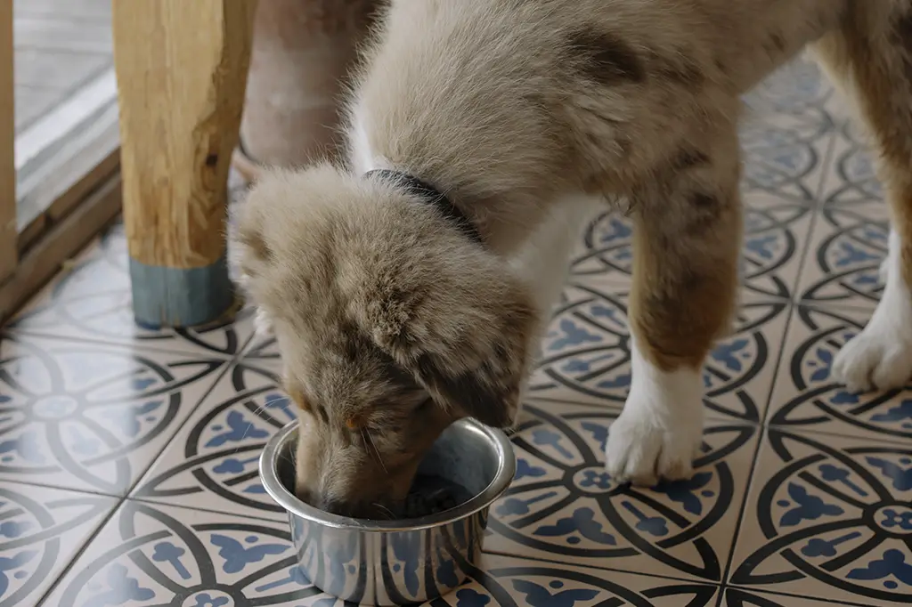 pode dar feijão para cachorro