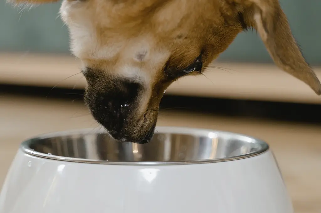 arroz para cachorro