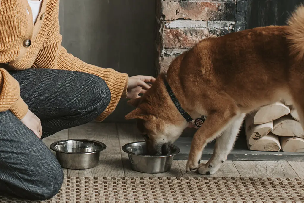 meu cachorro comeu cebola