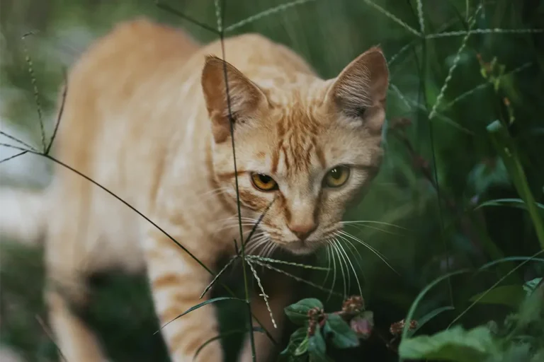 Gato miando bravo: Causas e como acalmar o bichano