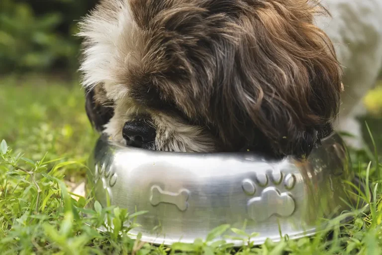 melhor ração para Shih Tzu