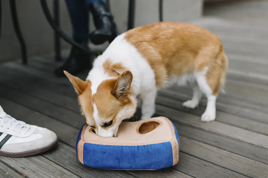 melhor ração para cachorro porte pequeno