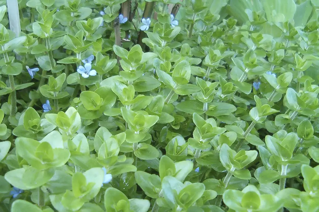 bacopa caroliniana para aquario