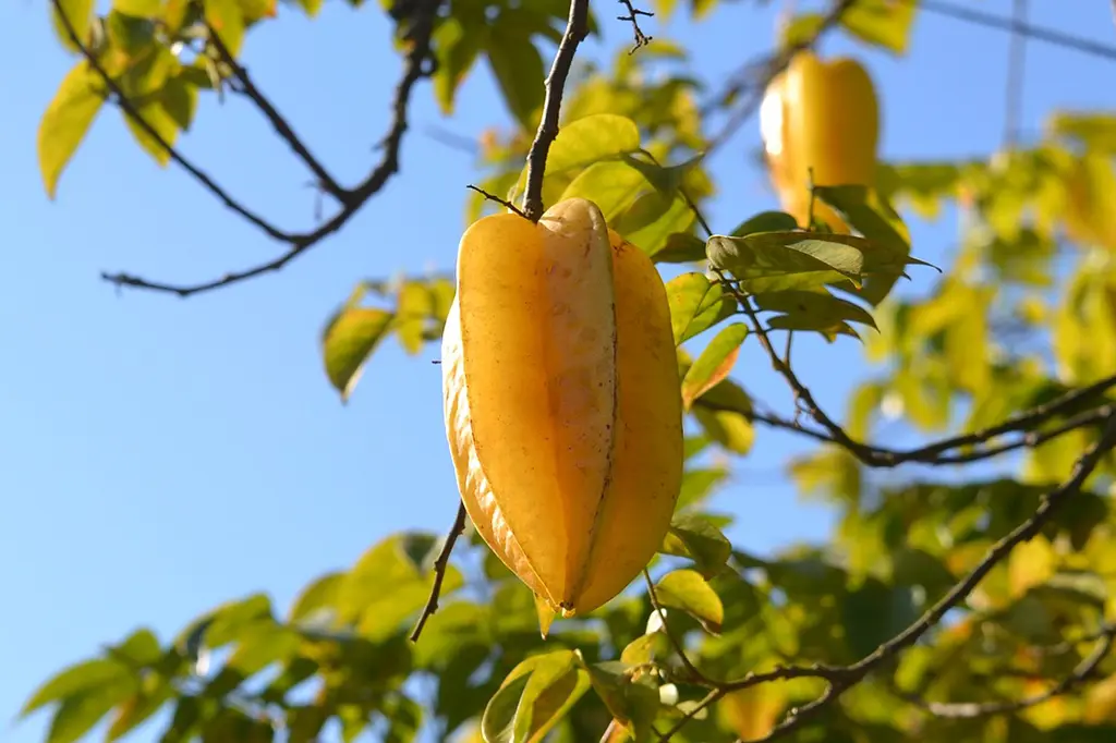 carambola para shih tzu