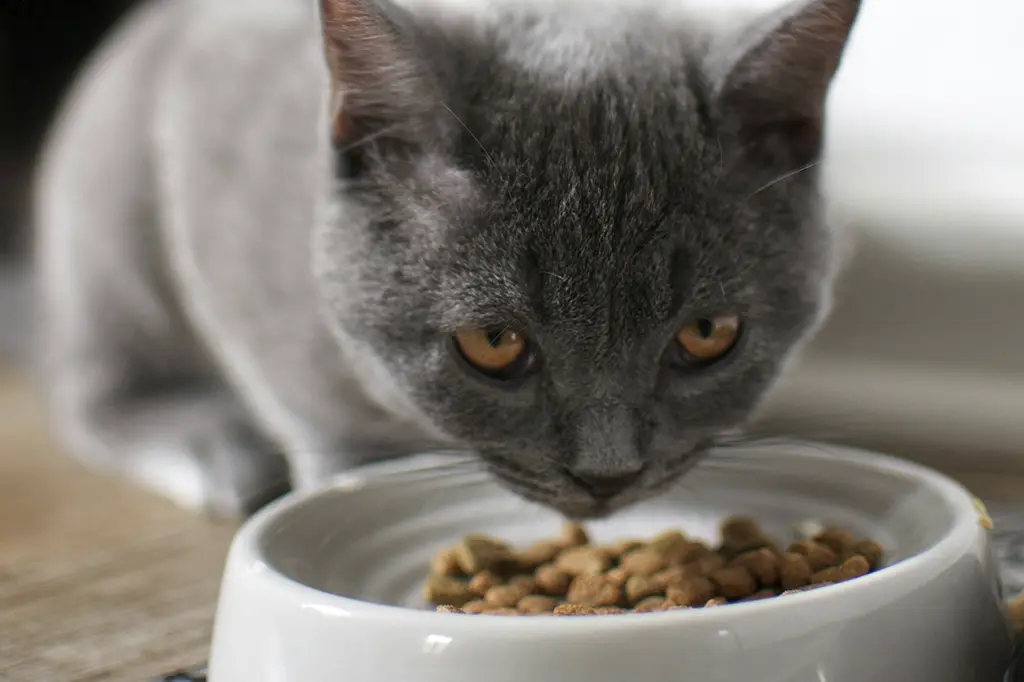 meu gato está vomitando ração