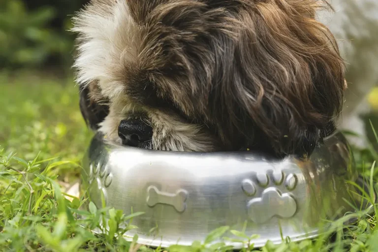 O que Shih Tzu pode comer? Confira uma lista completa