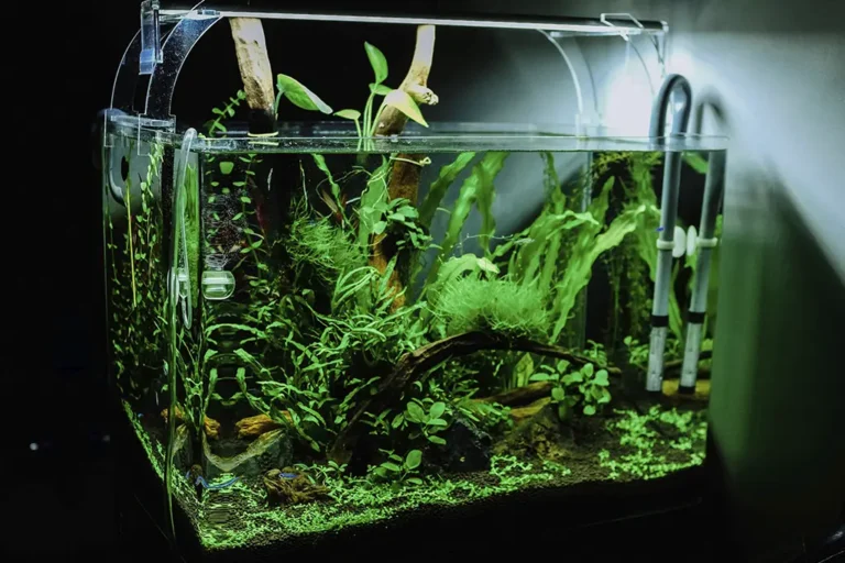 plantas para aquario