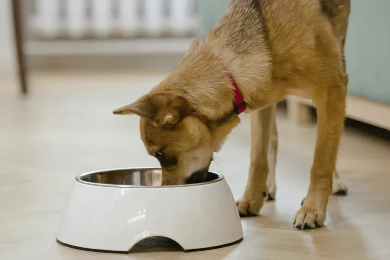 Cachorro pode comer repolho? Veja o preparo correto