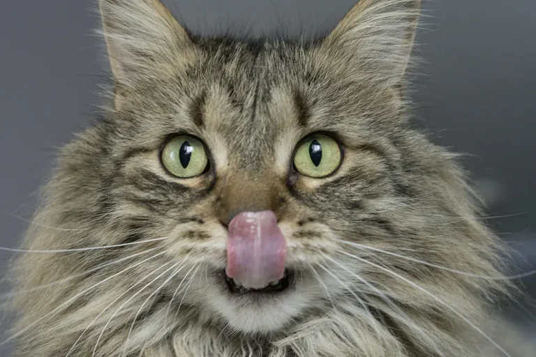 Gato pode comer manga? Confira os principais cuidados