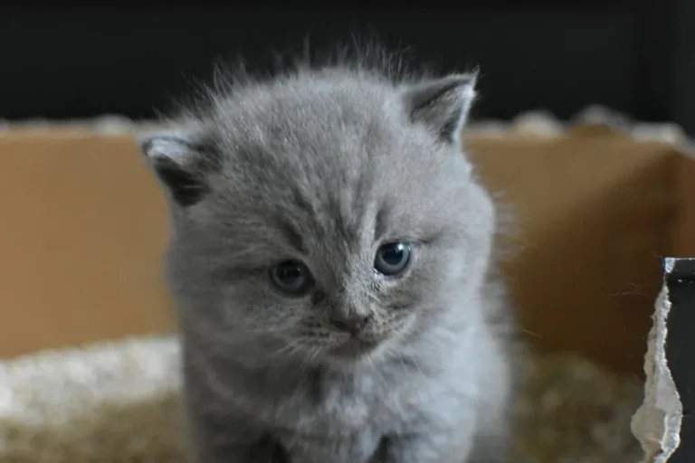 Descubra o que misturar na areia do gato para não feder