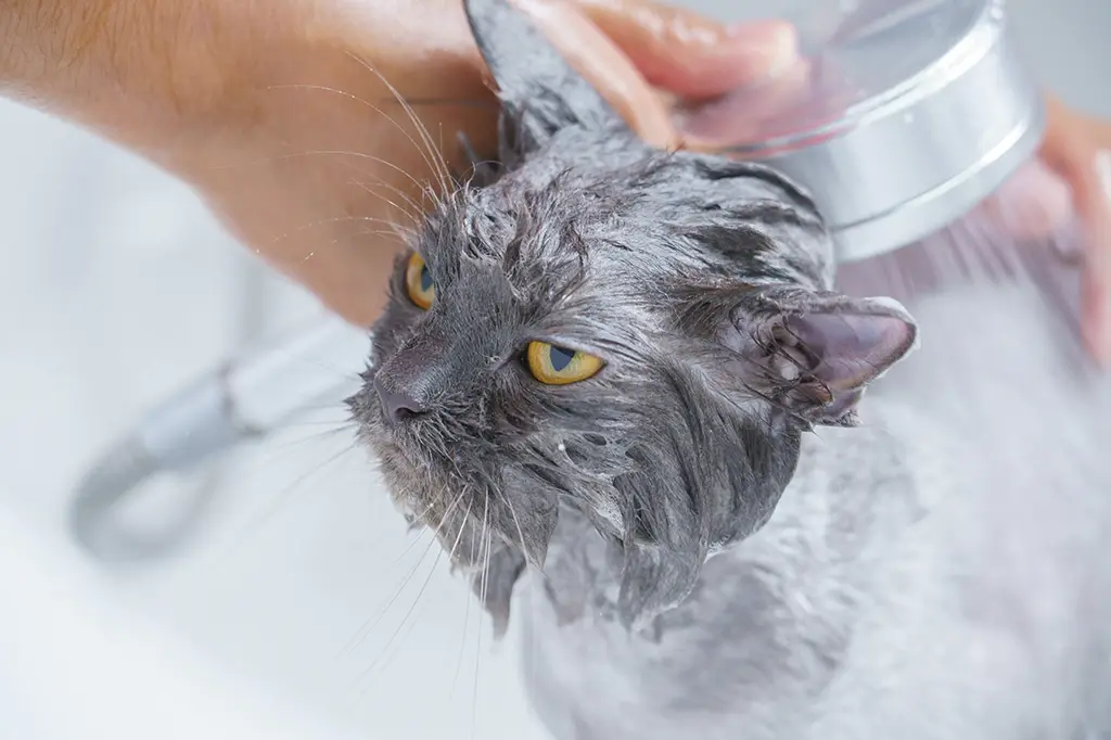 pode dar banho em gato