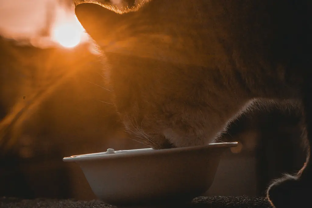 pode dar manga para gato