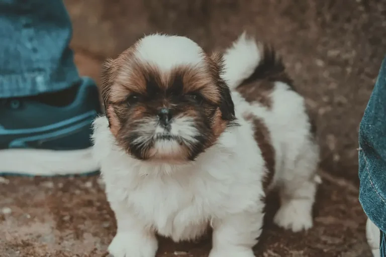 Quanto tempo vive um Shih Tzu? Veja a expectativa de vida