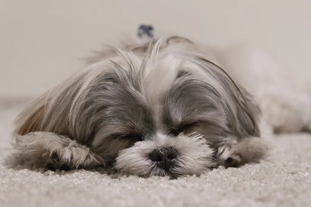 quantos anos vive um shih tzu