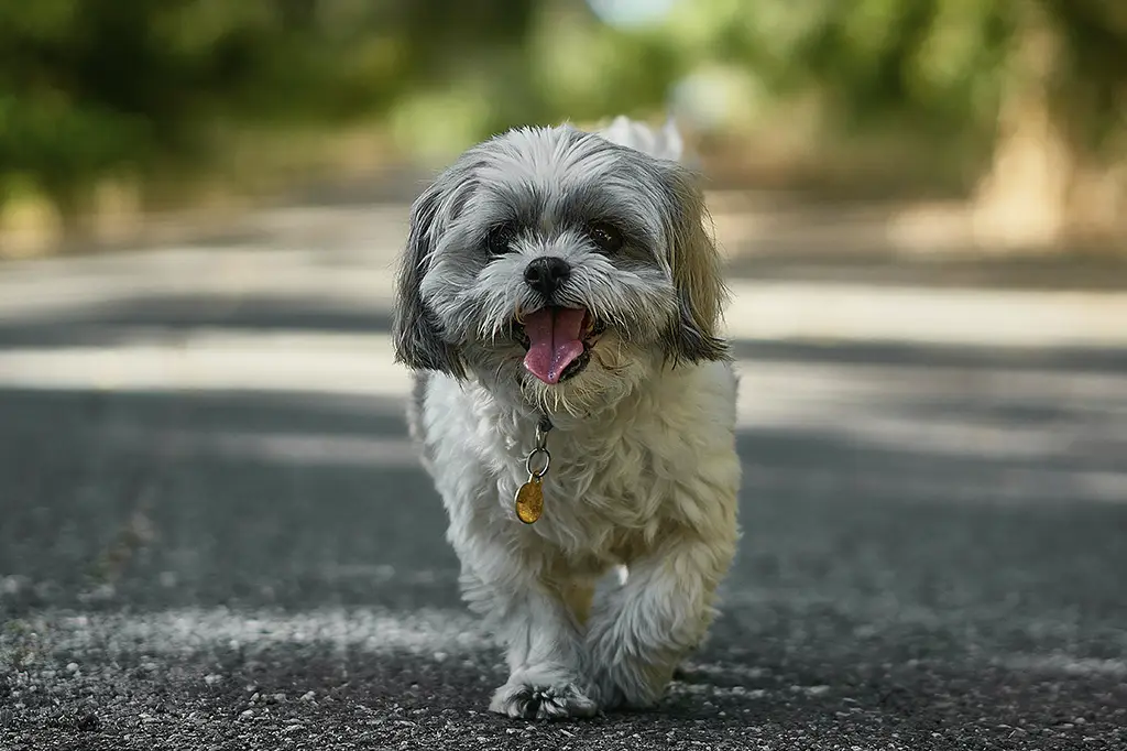 shih tzu expectativa de vida