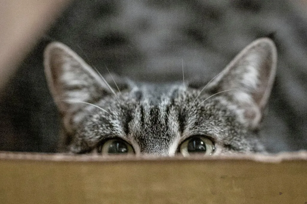 tirar mau cheiro da caixa de areia do gato