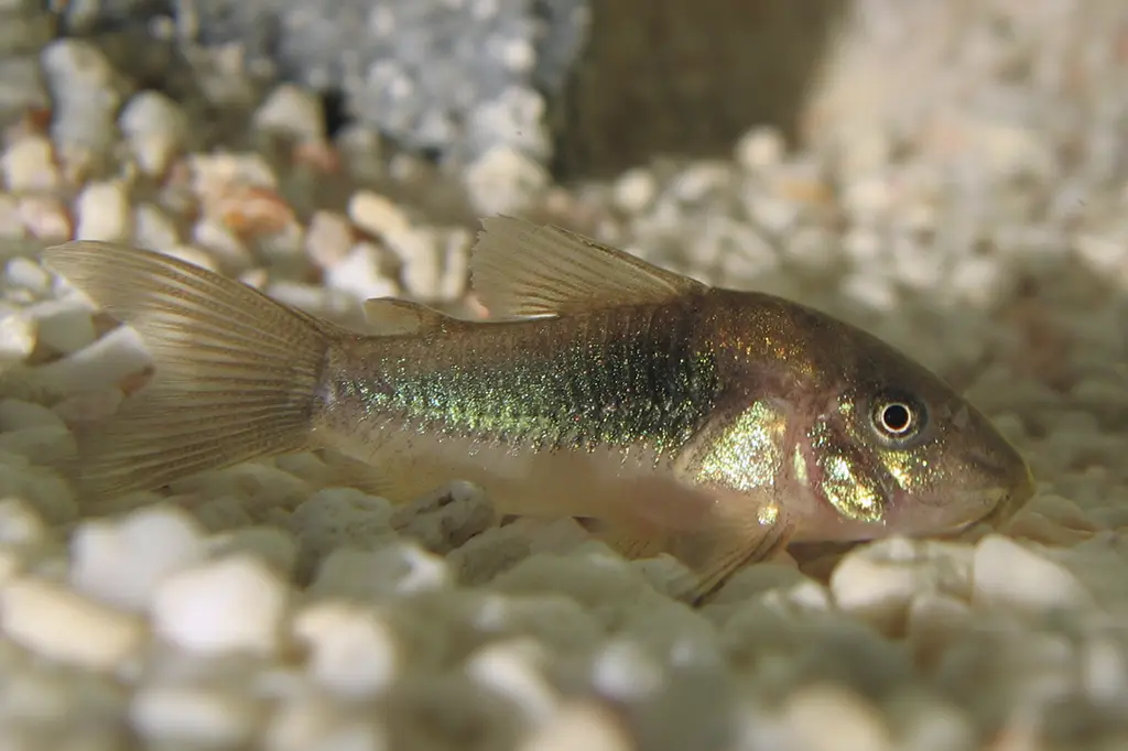 Corydoras aeneus