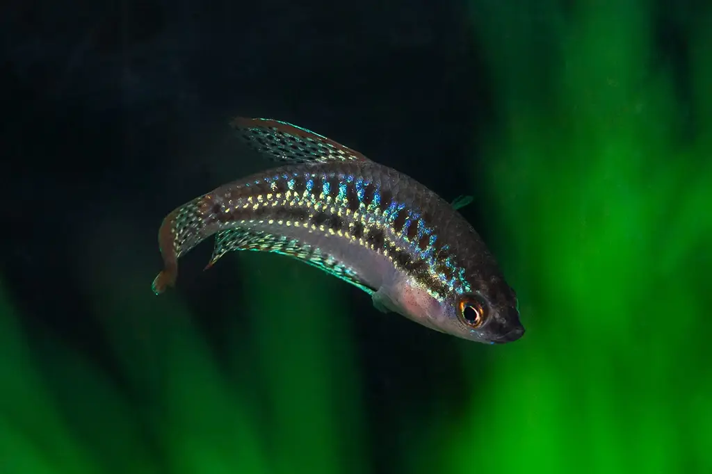 Gourami Pigmeu