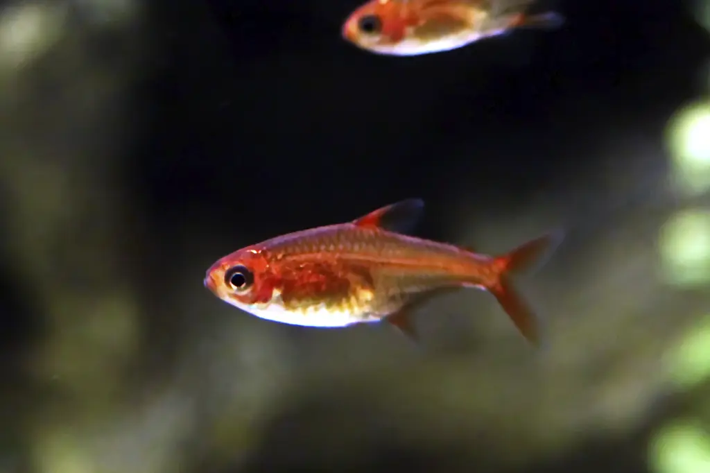 Hyphessobrycon amandae