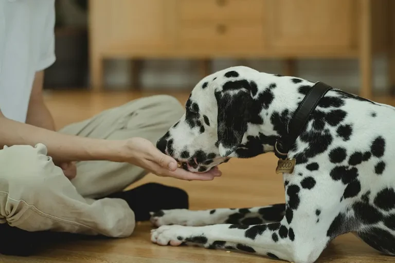 Cachorro pode comer abobrinha? Descubra como preparar