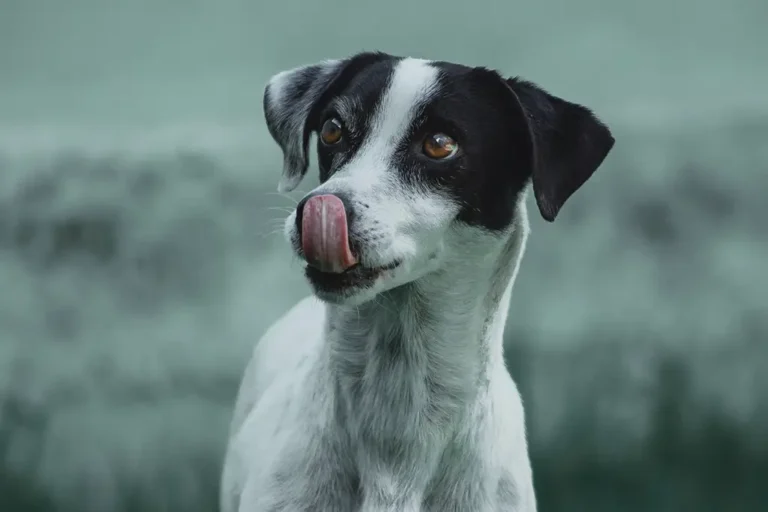 Cachorro pode comer couve? Veja se pode dar e se faz mal