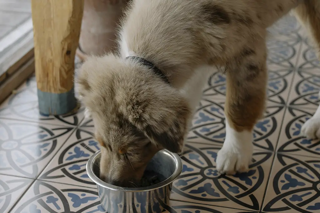 cachorro pode comer tomate