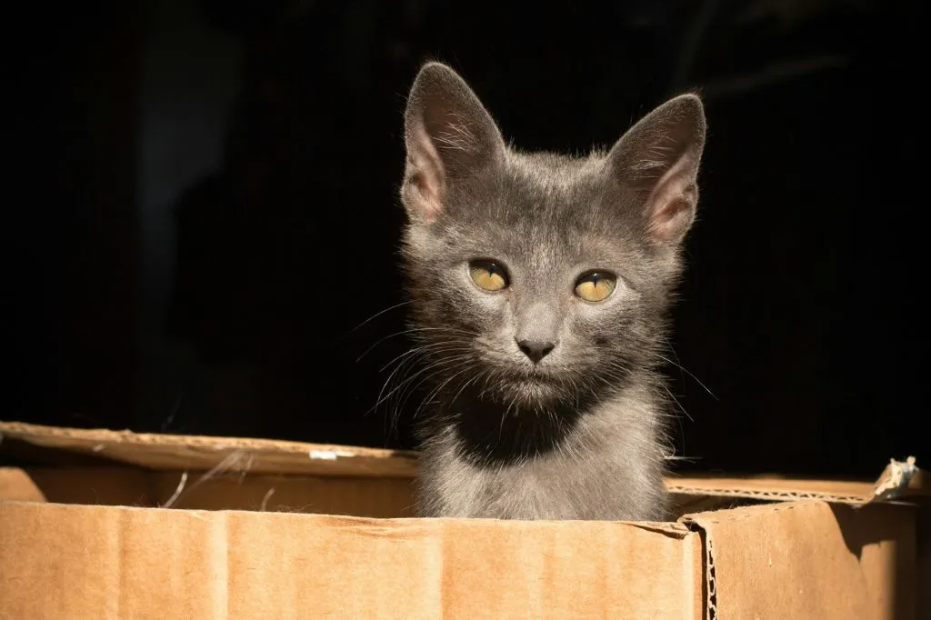 melhor areia para gatos