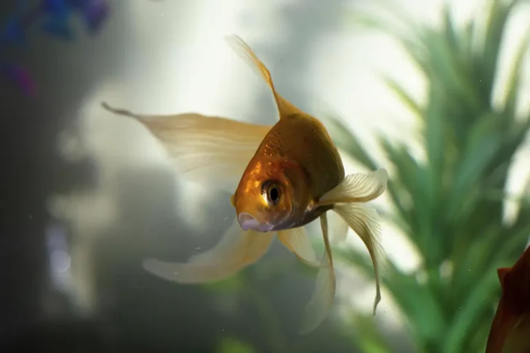 peixes que não precisam de bombinha