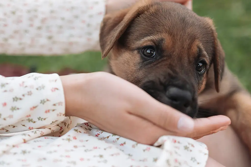 pode dar couve para cachorro