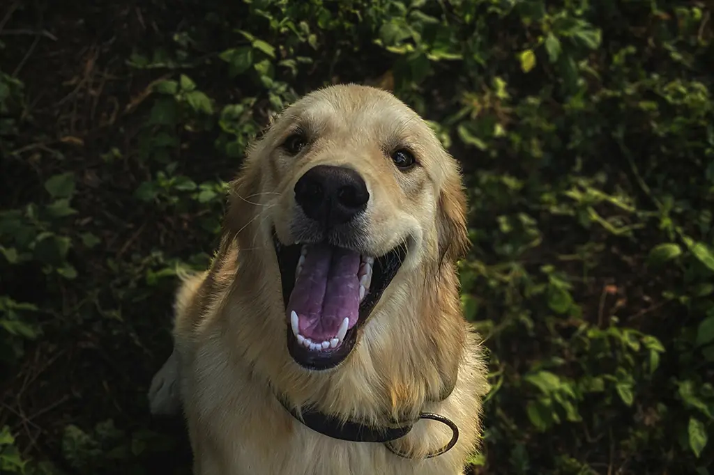 melhor ração para golden retriever